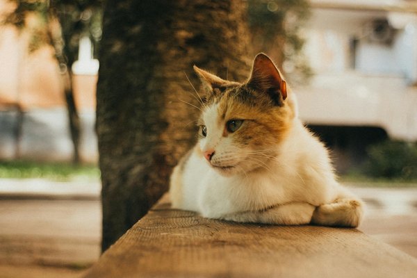 How can UK companies improve their corporate social responsibility efforts?